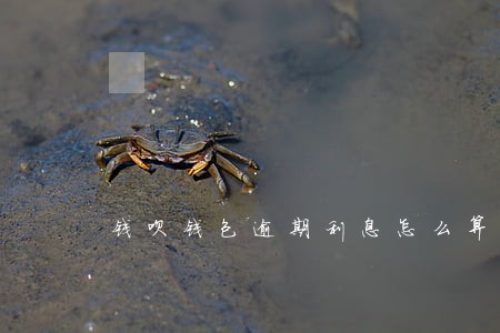钱呗钱包逾期利息怎么算 钱呗钱包逾期利息怎么算