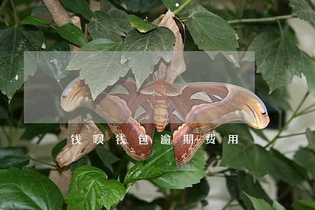 钱呗钱包逾期费用