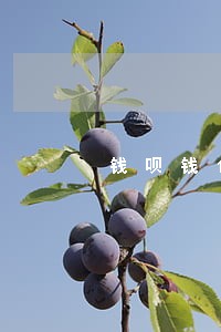 钱呗钱包逾期逾期 钱呗钱包逾期逾期