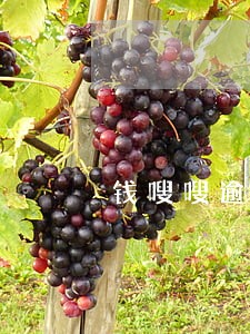 钱嗖嗖逾期费用多少 钱嗖嗖逾期费用多少
