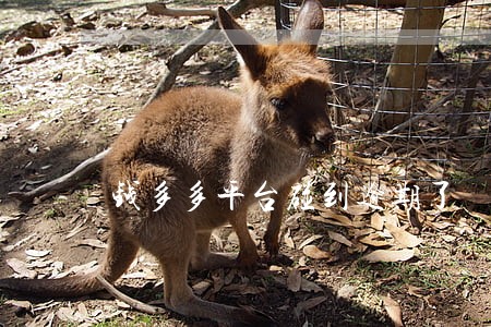 钱多多平台碰到逾期了 钱多多平台碰到逾期了