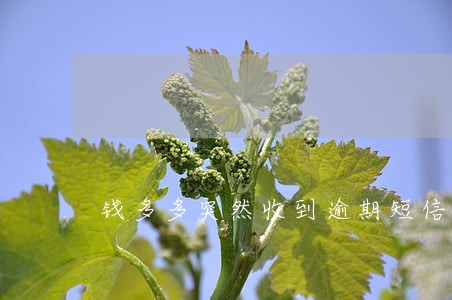 钱多多突然收到逾期短信