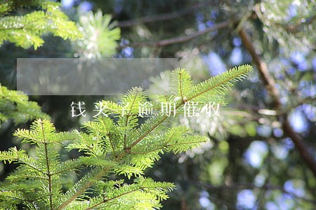 钱夹子逾期催收 钱夹子逾期催收