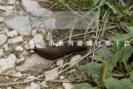 钱币币系列逾期还能下款吗 钱币币系列逾期还能下款吗