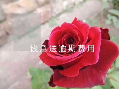 钱急送逾期费用 钱急送逾期费用