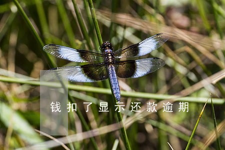 钱扣了显示还款逾期 钱扣了显示还款逾期