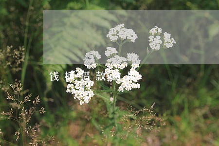 钱枫借款逾期 钱枫借款逾期