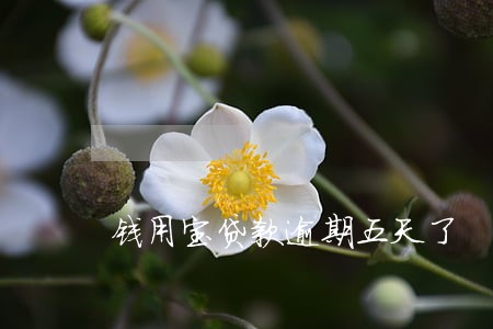 钱用宝贷款逾期五天了 钱用宝贷款逾期五天了