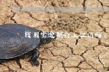 钱用宝逾期会上征信吗 钱用宝逾期会上征信吗