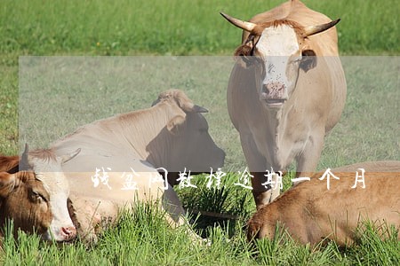 钱盆网散标逾期一个月 钱盆网散标逾期一个月