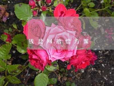 钱盆网赔偿方案 钱盆网赔偿方案