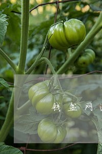 钱盆网逾期半年 钱盆网逾期半年