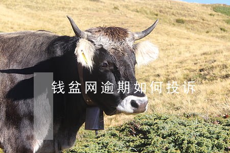 钱盆网逾期如何投诉 钱盆网逾期如何投诉