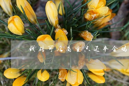 钱砖可以商量只还本金吗 钱砖可以商量只还本金吗