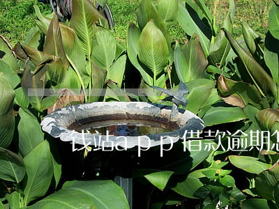 钱站app借款逾期怎么办 钱站app借款逾期怎么办