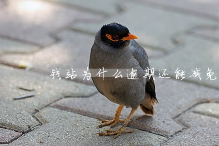 钱站为什么逾期还能减免 钱站为什么逾期还能减免