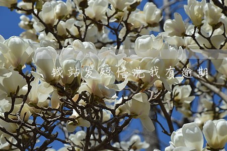 钱站发短信说我有逾期 钱站发短信说我有逾期