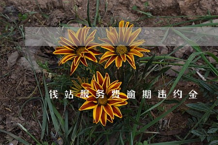 钱站服务费逾期违约金 钱站服务费逾期违约金