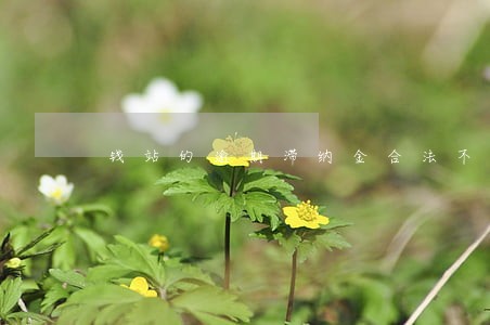 钱站的逾期滞纳金合法不