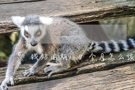 钱站逾期10个月怎么恢复征信 钱站逾期10个月怎么恢复征信