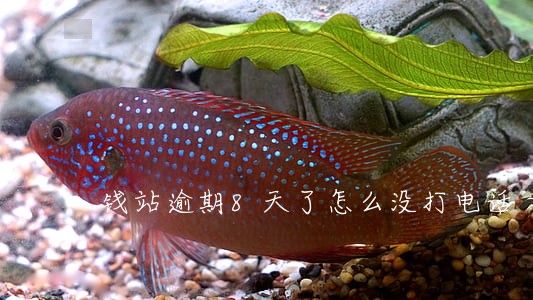 钱站逾期8天了怎么没打电话 钱站逾期8天了怎么没打电话