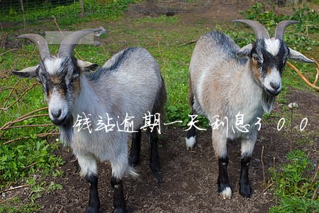 钱站逾期一天利息300 钱站逾期一天利息300