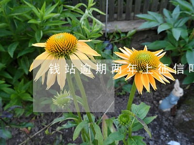钱站逾期两年上征信吗 钱站逾期两年上征信吗