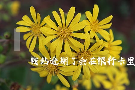 钱站逾期了会在银行卡里扣吗 钱站逾期了会在银行卡里扣吗