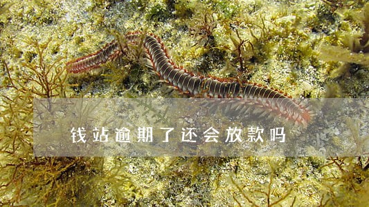 钱站逾期了还会放款吗 钱站逾期了还会放款吗