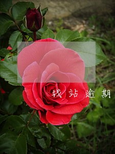 钱站逾期会列入失信人名单吗