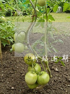 钱站逾期会暴力催收吗 钱站逾期会暴力催收吗