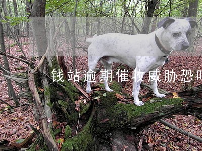 钱站逾期催收威胁恐吓 钱站逾期催收威胁恐吓