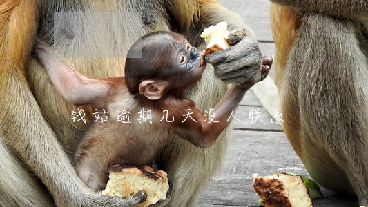 钱站逾期几天没人联系