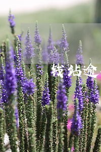 钱站逾期可以减免还本金吗