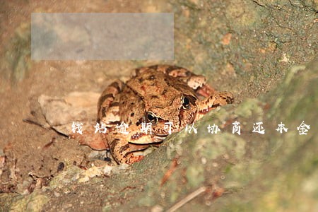 钱站逾期可以协商还本金可信吗
