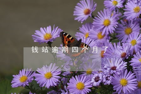 钱站逾期四个月了