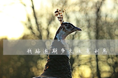 钱站逾期多久没有利息 钱站逾期多久没有利息