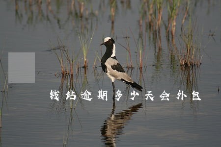 钱站逾期多少天会外包 钱站逾期多少天会外包