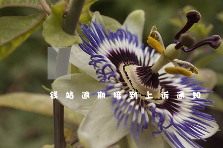 钱站逾期接到上诉通知 钱站逾期接到上诉通知