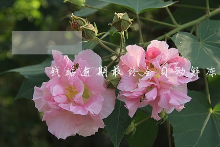 钱站逾期最终会自动解冻吗 钱站逾期最终会自动解冻吗