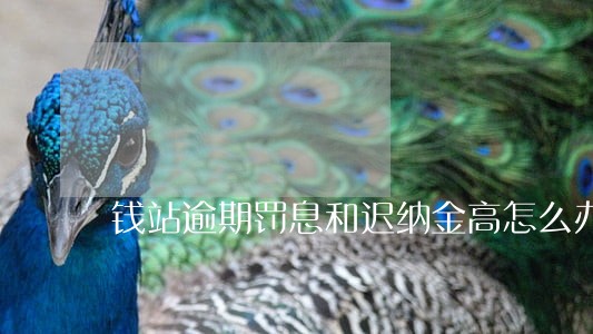 钱站逾期罚息和迟纳金高怎么办 钱站逾期罚息和迟纳金高怎么办