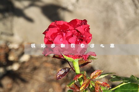 钱站逾期罚息这么高 钱站逾期罚息这么高