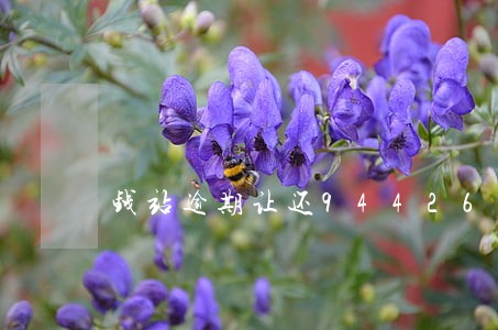 钱站逾期让还94426结清