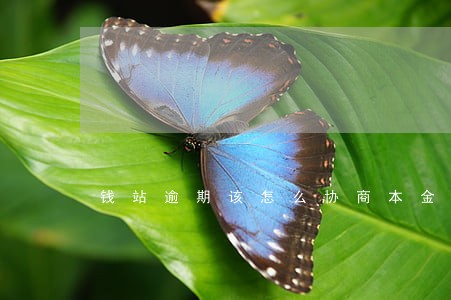 钱站逾期该怎么协商本金已还完 钱站逾期该怎么协商本金已还完