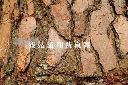 钱站逾期费真高 钱站逾期费真高