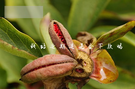 钱站逾期过还会下款吗 钱站逾期过还会下款吗