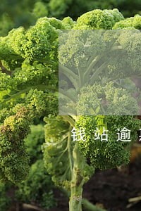 钱站逾期进入诉讼阶段是真的吗 钱站逾期进入诉讼阶段是真的吗