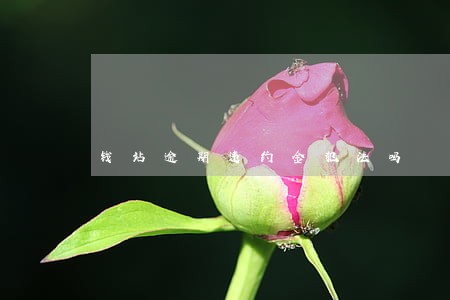 钱站逾期违约金犯法吗