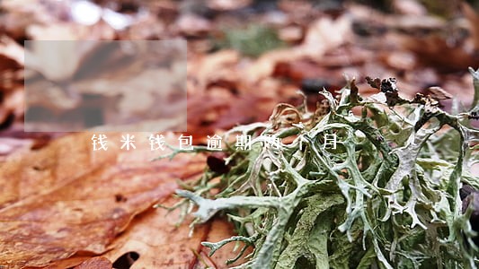 钱米钱包逾期两个月 钱米钱包逾期两个月