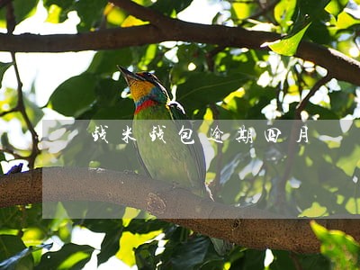钱米钱包逾期四月 钱米钱包逾期四月